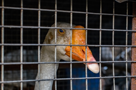 Goose in a dark and dirty cage in a street in Kolkata, India, 2022