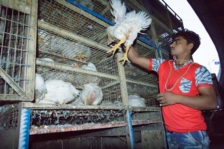 Broiler chickens raised for meat being unloaded from transport trucks near Crawford meat market in Mumbai