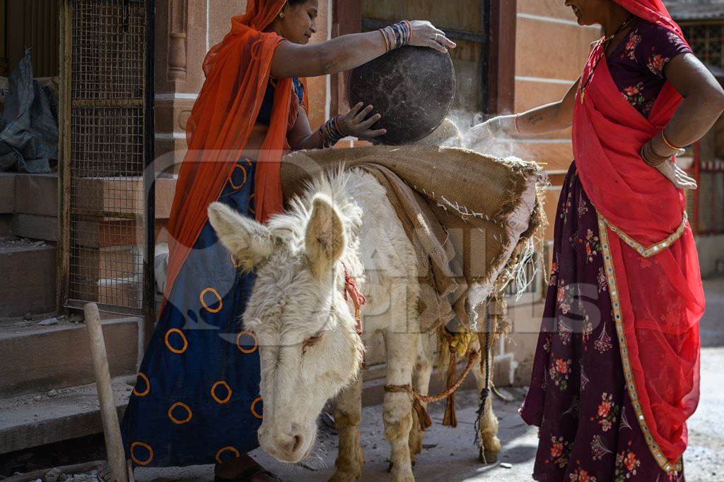 Working Indian donkey used for animal labour to carry construction materials, Jodhpur, India, 2022