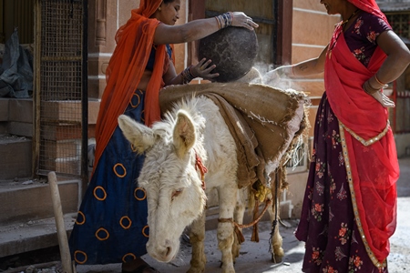 Working Indian donkey used for animal labour to carry construction materials, Jodhpur, India, 2022