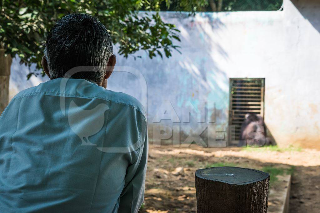 Man watching Indian sloth bear in  in a zoo in Patna
