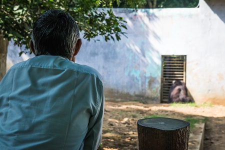 Man watching Indian sloth bear in  in a zoo in Patna