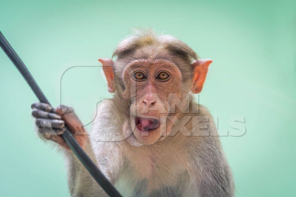 Cute and funny macaque monkey looking at the camera with green background in Kerala, India