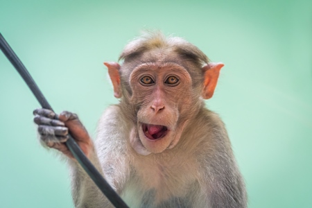 Cute and funny macaque monkey looking at the camera with green background in Kerala, India