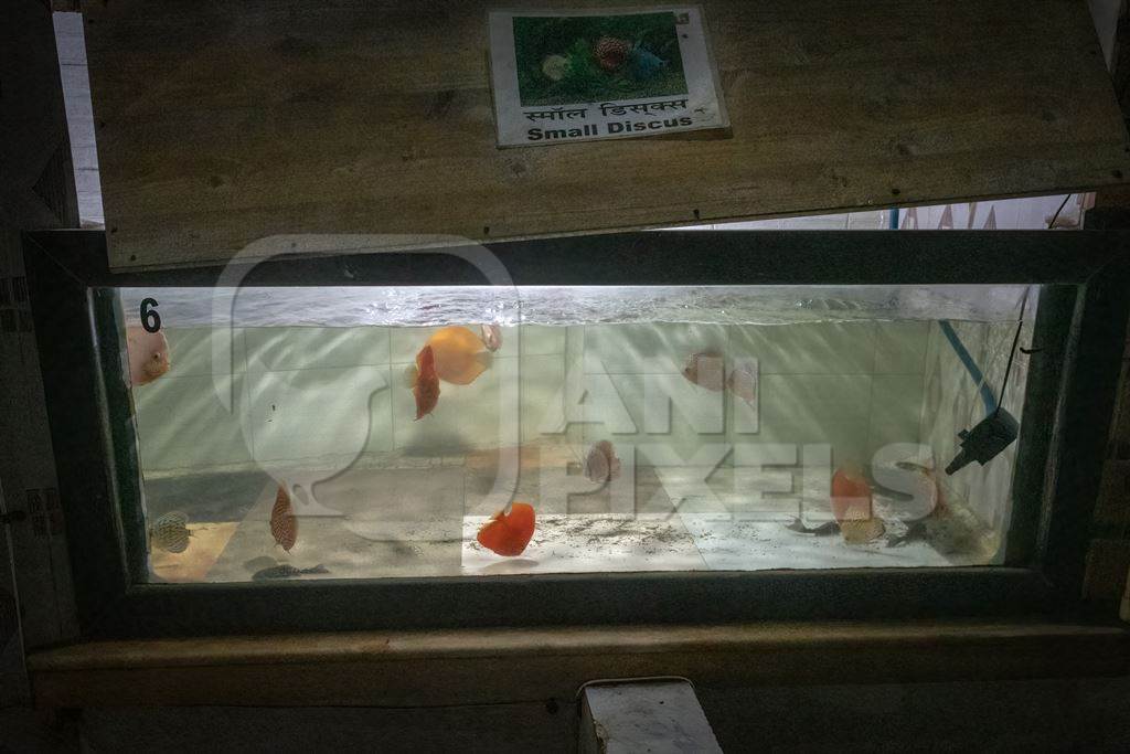 Orange discus fish kept in barren aquarium tanks at Dolphin aquarium mini zoo in Mumbai, India, 2019