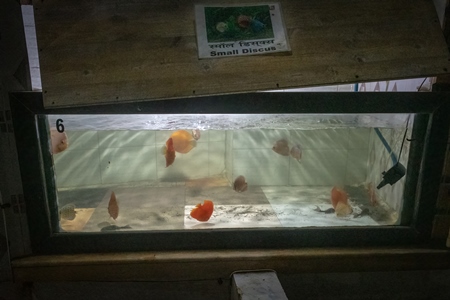 Orange discus fish kept in barren aquarium tanks at Dolphin aquarium mini zoo in Mumbai, India, 2019