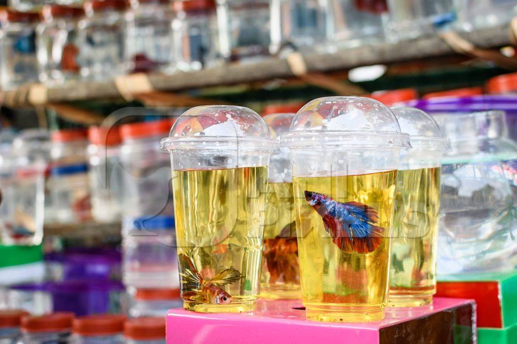 Betta fish or siamese fighting fish in the aquarium trade in small containers on sale at Galiff Street pet market, Kolkata, India, 2022
