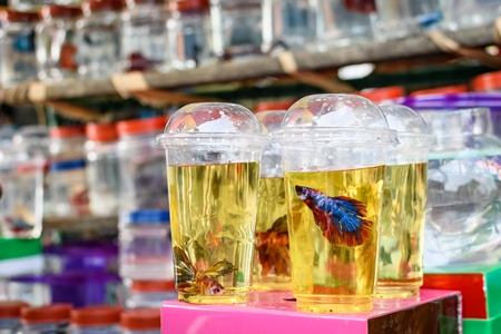 Betta fish or siamese fighting fish in the aquarium trade in small containers on sale at Galiff Street pet market, Kolkata, India, 2022