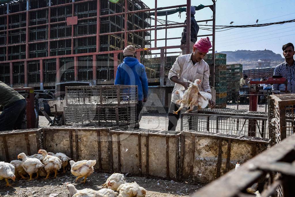 Enclosure with Indian broiler chickens at Ghazipur murga mandi, Ghazipur, Delhi, India, 2022