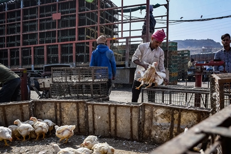 Enclosure with Indian broiler chickens at Ghazipur murga mandi, Ghazipur, Delhi, India, 2022