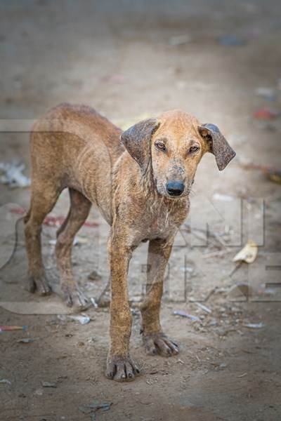 Indian street or stray pariah puppy dog with skin infection in urban city in Maharashtra, India, 2022