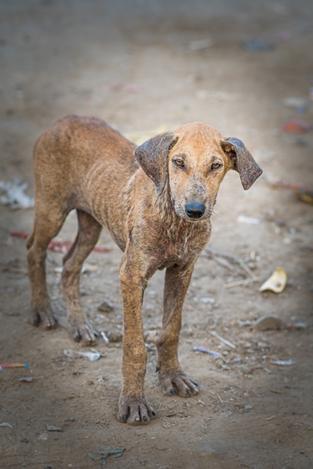 Indian street or stray pariah puppy dog with skin infection in urban city in Maharashtra, India, 2022