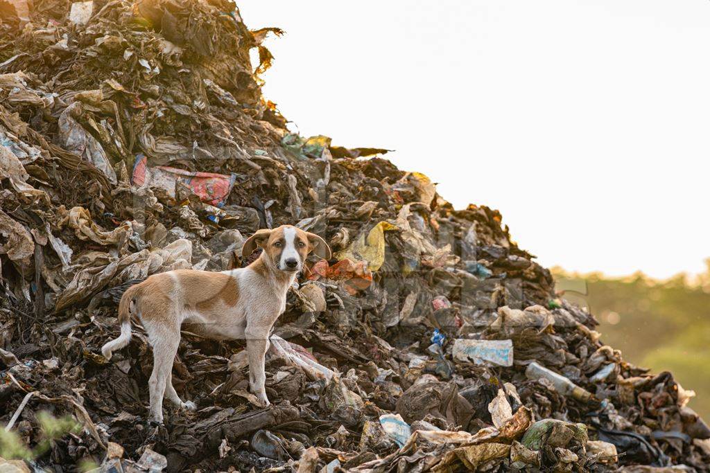 Indian street or stray pariah puppy dog on mountain of plastic waste at a garbage depot in urban city in Maharashtra, India, 2022