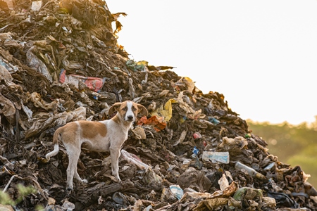 Indian street or stray pariah puppy dog on mountain of plastic waste at a garbage depot in urban city in Maharashtra, India, 2022