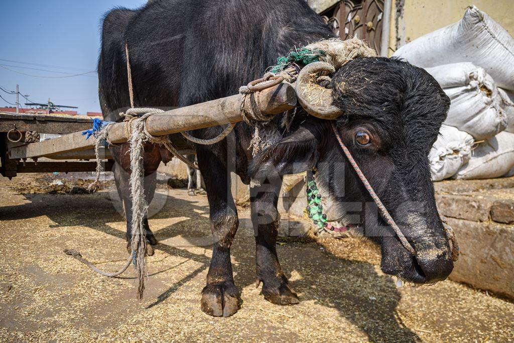 Indian working buffalo used for animal labour to pull carts, at Ghazipur Dairy Farm, Delhi, India, 2022