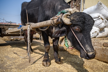 Indian working buffalo used for animal labour to pull carts, at Ghazipur Dairy Farm, Delhi, India, 2022