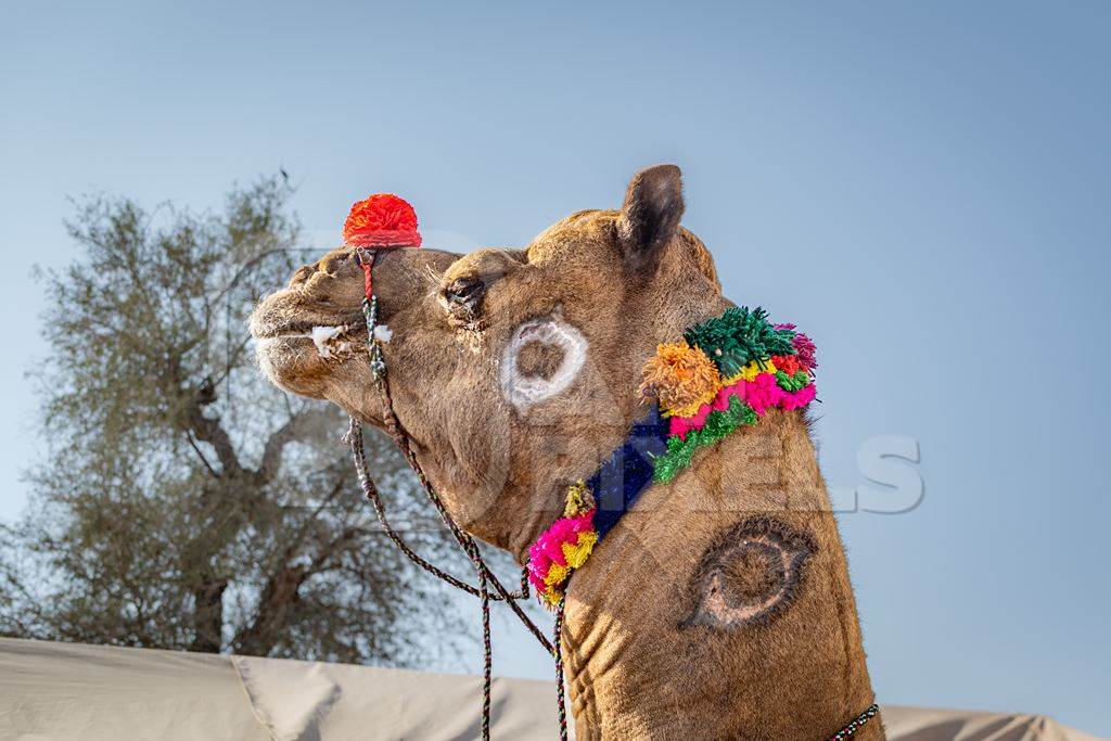 Indian camel with branding or brands on neck at Nagaur Cattle Fair, Nagaur, Rajasthan, India, 2022