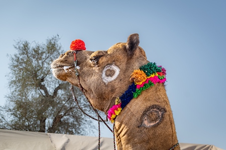 Indian camel with branding or brands on neck at Nagaur Cattle Fair, Nagaur, Rajasthan, India, 2022