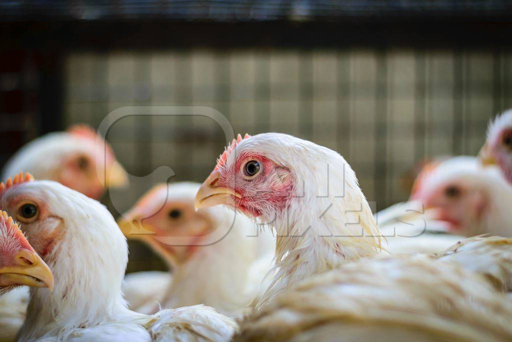 Broiler chickens packed into a cage at a chicken shop