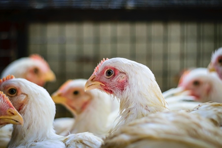 Broiler chickens packed into a cage at a chicken shop