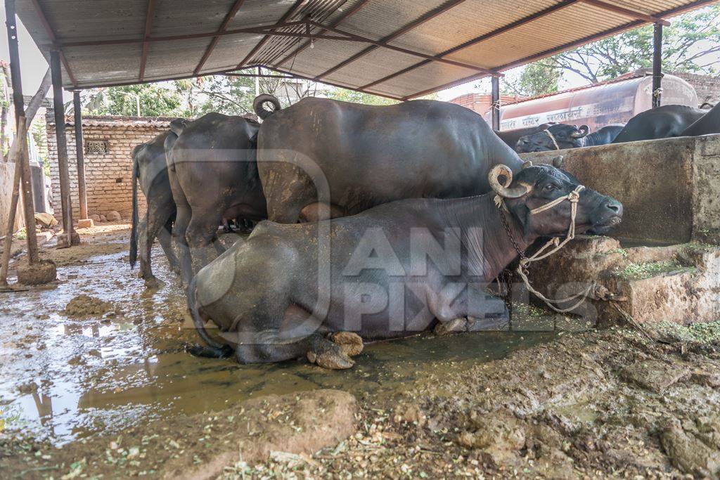 Farmed buffaloes  in urban dairy tied up in dirty conditions