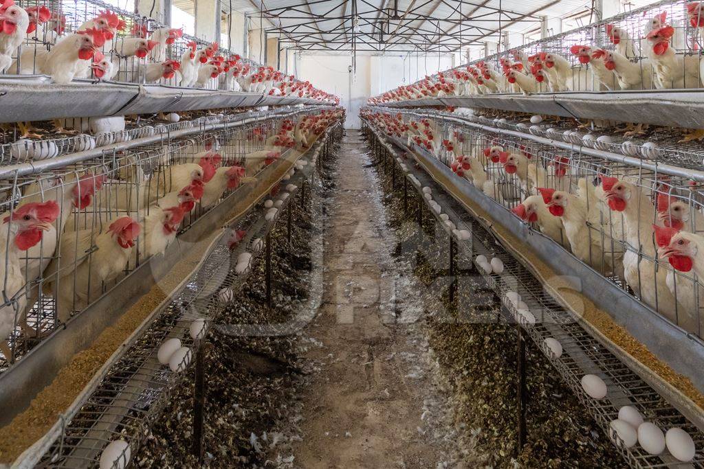 Shed containing hundreds of layer hens or chickens in battery cages on a poultry layer farm or egg farm in rural Maharashtra, India, 2021