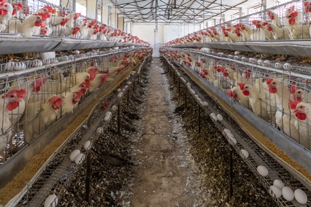 Shed containing hundreds of layer hens or chickens in battery cages on a poultry layer farm or egg farm in rural Maharashtra, India, 2021