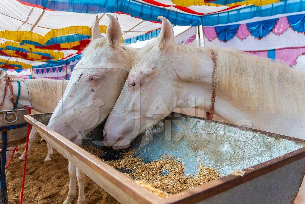 White Indian horses on sale at a horse fair inside Pushkar camel fair in Pushkar, Rajasthan in India