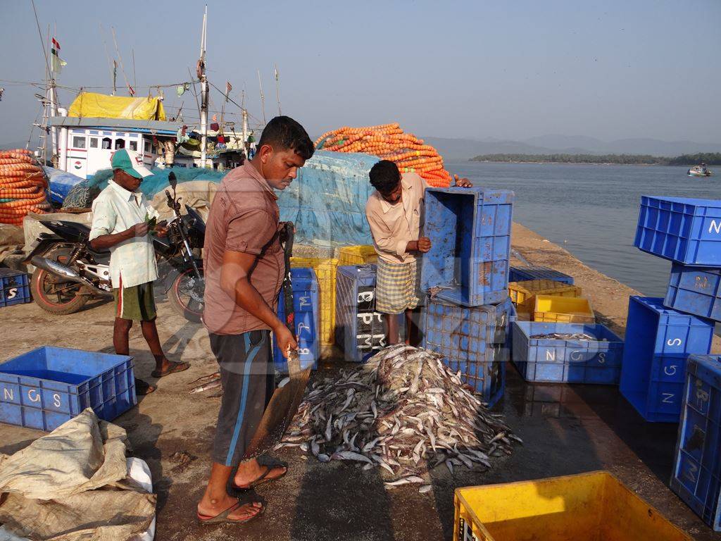 Fishermen unloading fish from crates at Tadri harbour