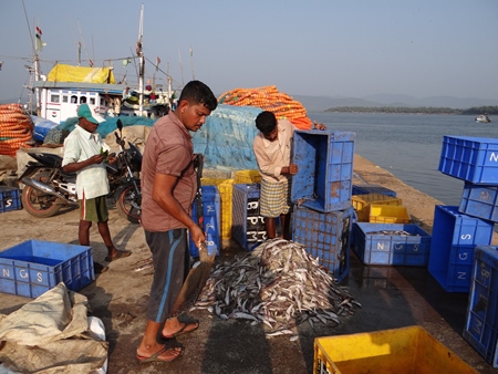Fishermen unloading fish from crates at Tadri harbour