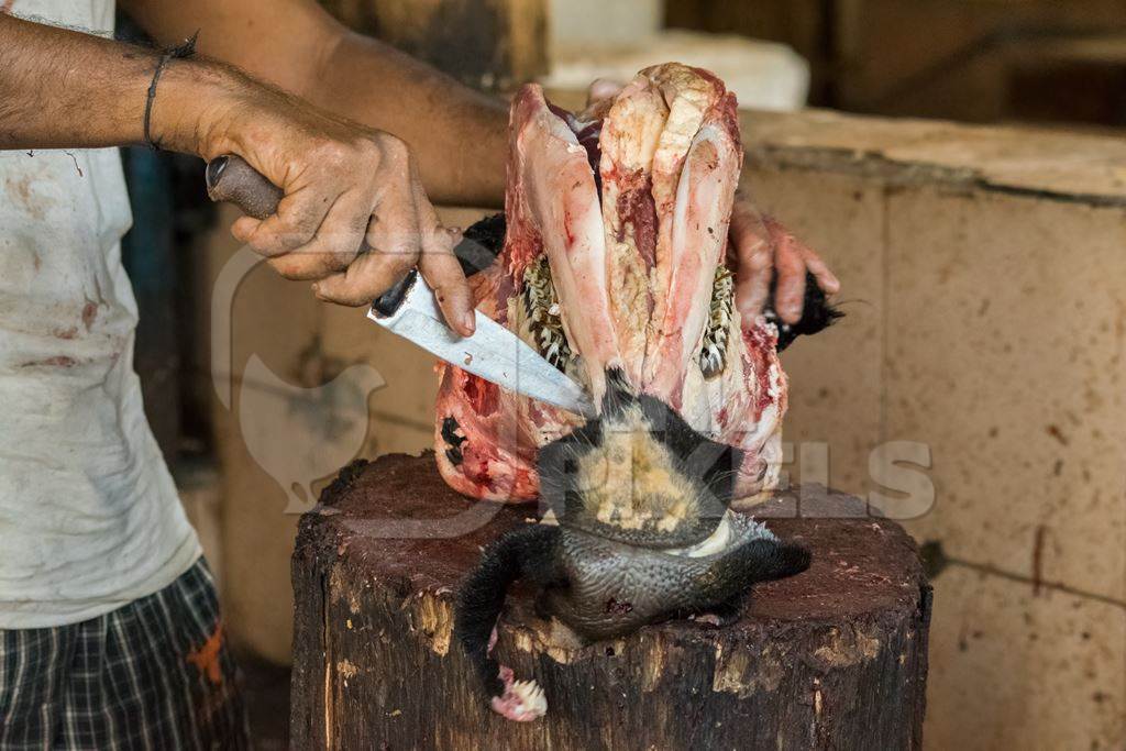 Butcher cutting head of buffalo with a knife in Crawford meat market