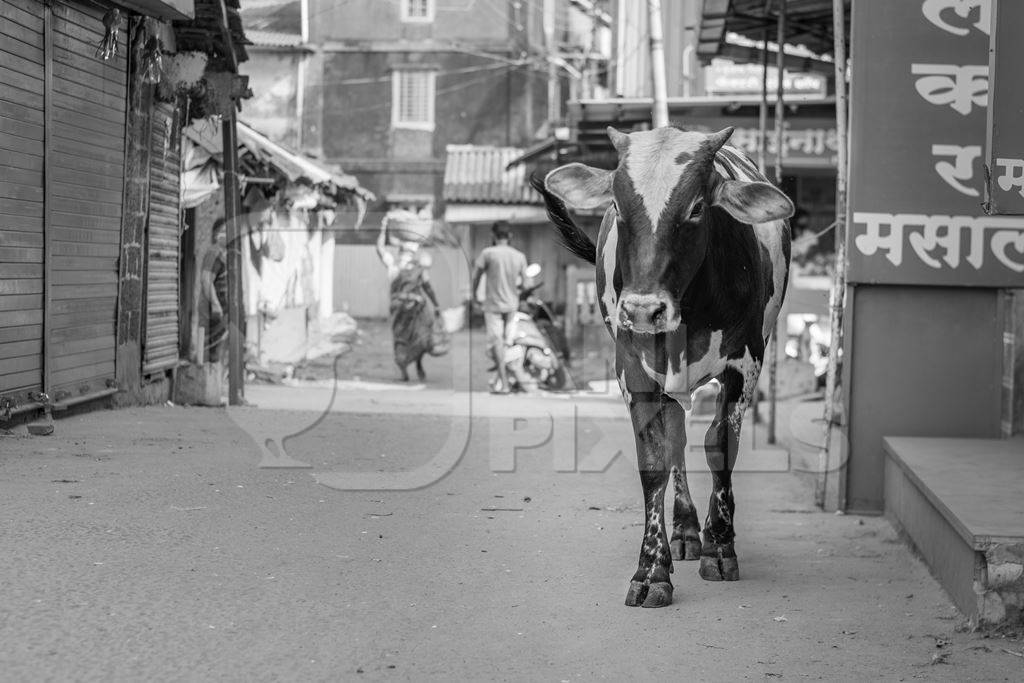 Indian street cow walking down the road in a small town in Maharashtra, India in black and white