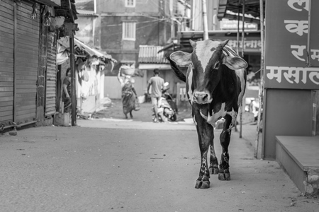 Indian street cow walking down the road in a small town in Maharashtra, India in black and white