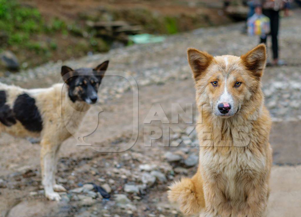 Fluffy street dogs in road in village