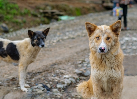 Fluffy street dogs in road in village