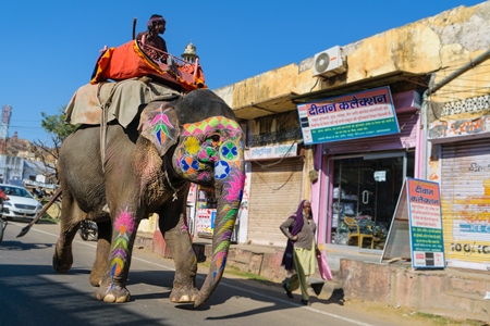 Painted elephant used for entertainment tourist ride walking on street in Ajmer