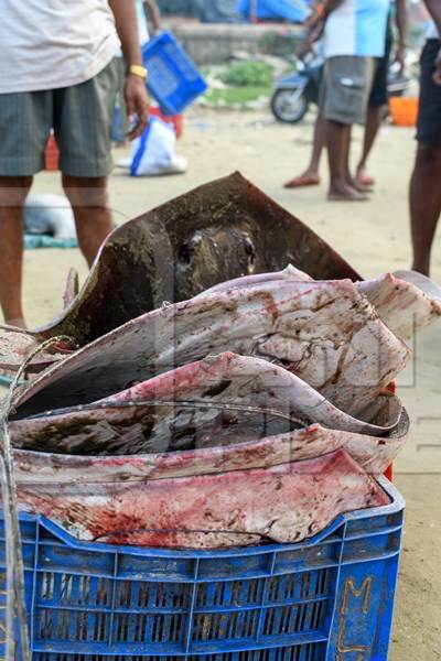 Dead Indian stingray fish loaded into crates at Malvan fish market on beach in Malvan, Maharashtra, India, 2022