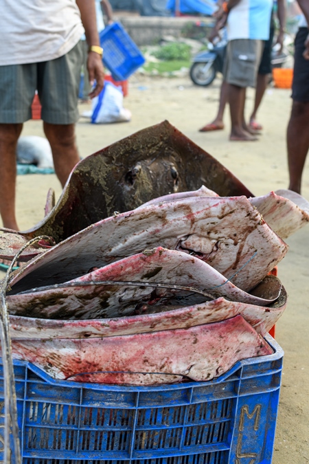 Dead Indian stingray fish loaded into crates at Malvan fish market on beach in Malvan, Maharashtra, India, 2022