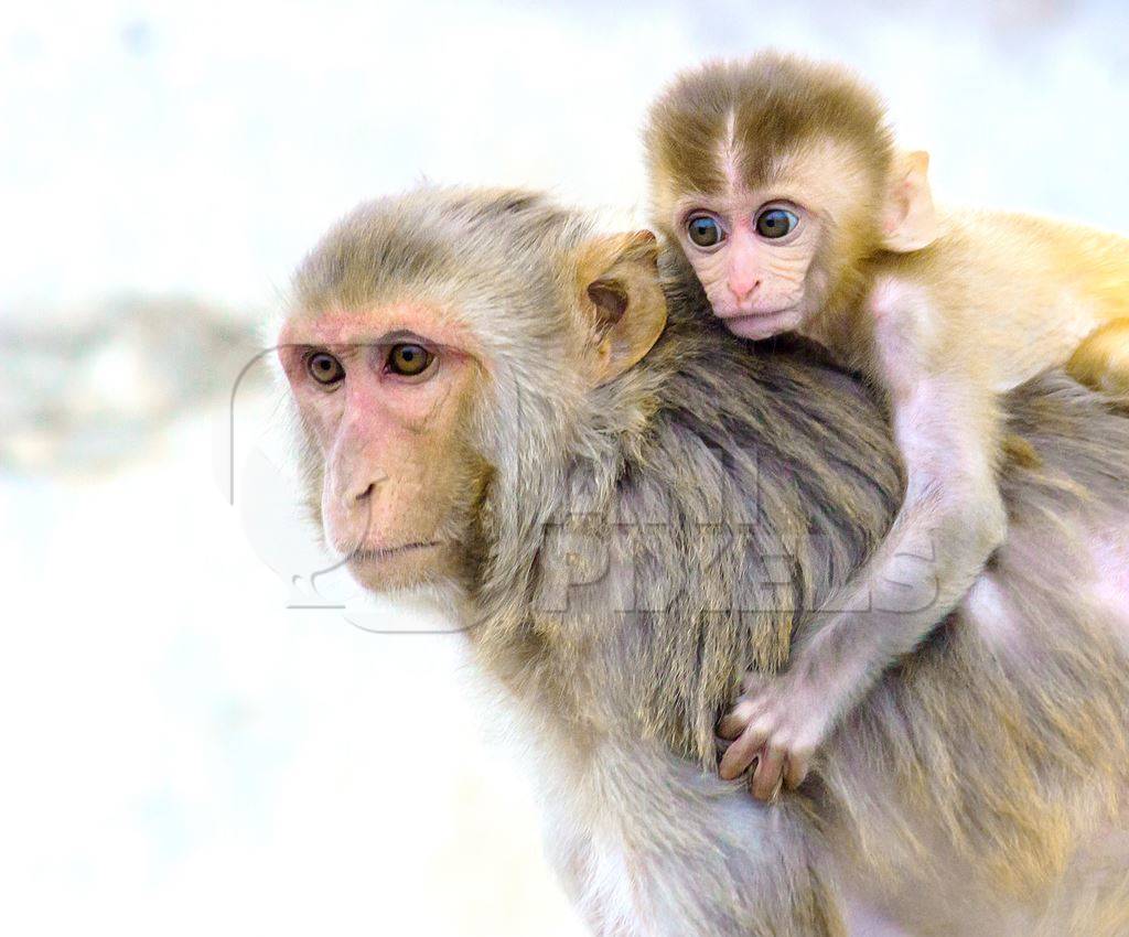 Mother macaque monkey with baby on back
