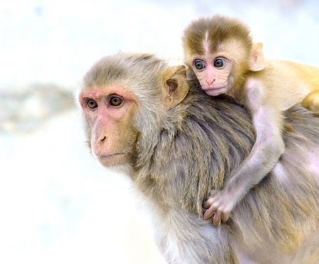 Mother macaque monkey with baby on back