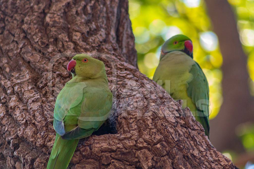 Two green Indian rose ringed parakeet wild birds in a tree Bikaner, Rajasthan, India