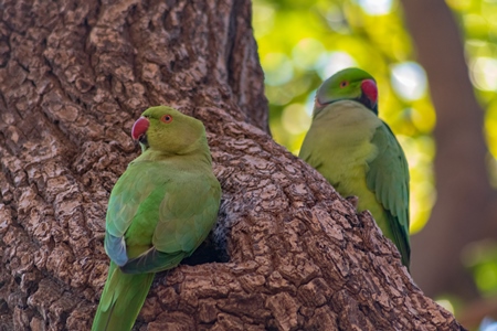 Two green Indian rose ringed parakeet wild birds in a tree Bikaner, Rajasthan, India