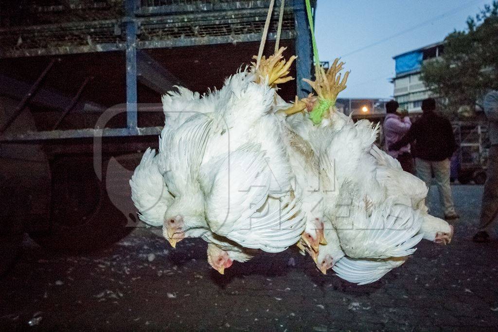 Broiler chickens hanging upside down being unloaded from transport trucks near Crawford meat market in Mumbai