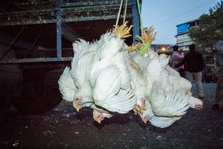 Broiler chickens hanging upside down being unloaded from transport trucks near Crawford meat market in Mumbai