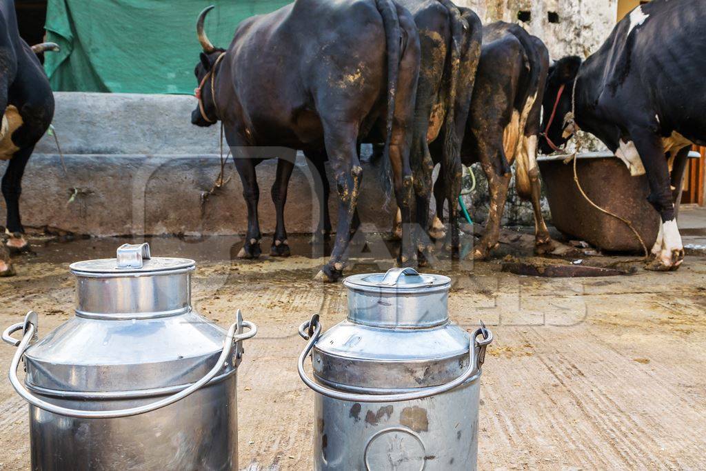 Dairy cows standing in a line with metal milk cans in an urban dairy in Maharashtra