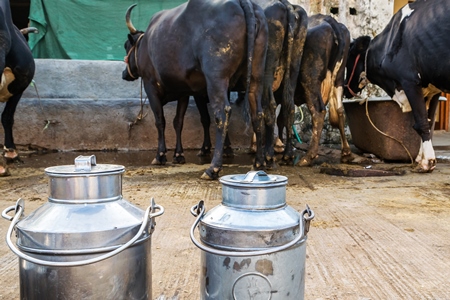 Dairy cows standing in a line with metal milk cans in an urban dairy in Maharashtra