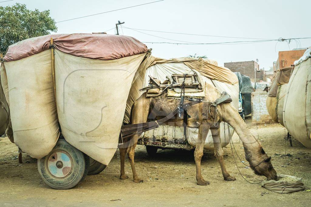 Working camel overloaded with large load on cart in Bikaner in Rajasthan