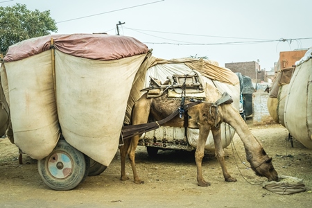 Working camel overloaded with large load on cart in Bikaner in Rajasthan