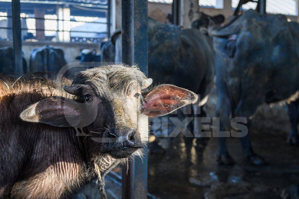 Farmed Indian buffalo calf tied up inside a large concrete shed on an urban dairy farm or tabela, Aarey milk colony, Mumbai, India, 2023