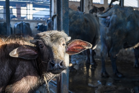 Farmed Indian buffalo calf tied up inside a large concrete shed on an urban dairy farm or tabela, Aarey milk colony, Mumbai, India, 2023